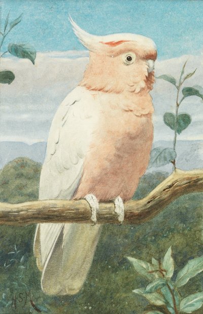 Un Cacatúa de Leadbetter de Henry Stacey Marks